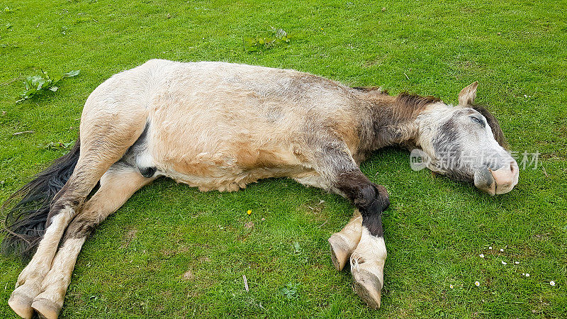 Dead to the world, pretty brown pony lies flat out in grassy field enjoying a sleep in the Spring sunshine.